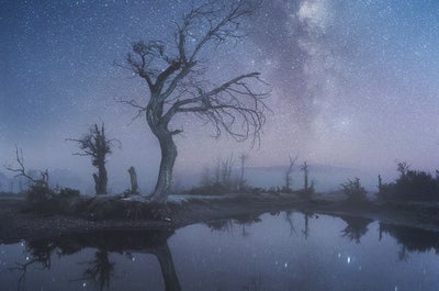 Stars form a canopy over a bare tree in Patagonia.