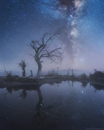 Stars form a canopy over a bare tree in Patagonia.