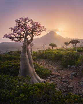 Milky Way Over Socotra: A Desert and Night Sky Photography Expedition