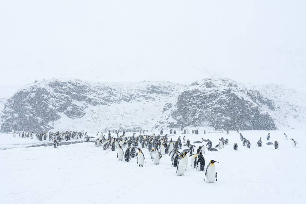 South Georgia Wildlife and Landscape Photography Expedition with Master Photographers - day 3