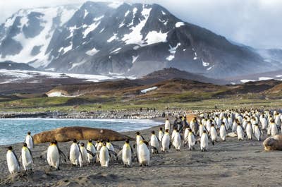 South Georgia Wildlife and Landscape Photography Expedition with Master Photographers - day 7