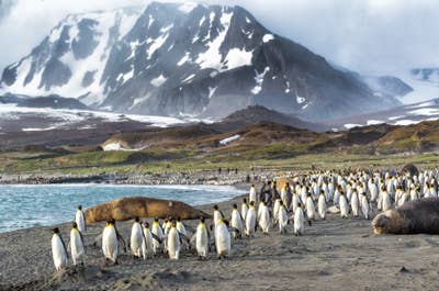 South Georgia Wildlife and Landscape Photography Expedition with Master Photographers - day 7