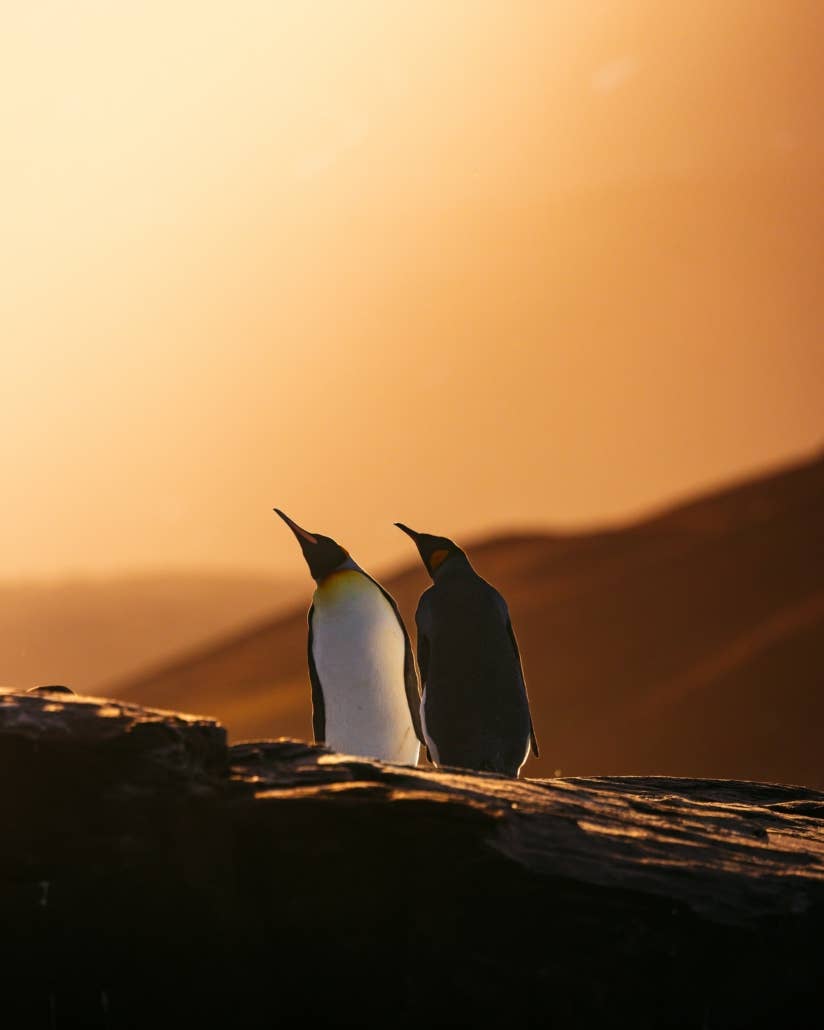 South Georgia Wildlife and Landscape Photography Expedition with Master Photographers - day 12