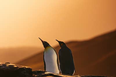 South Georgia Wildlife and Landscape Photography Expedition with Master Photographers - day 12