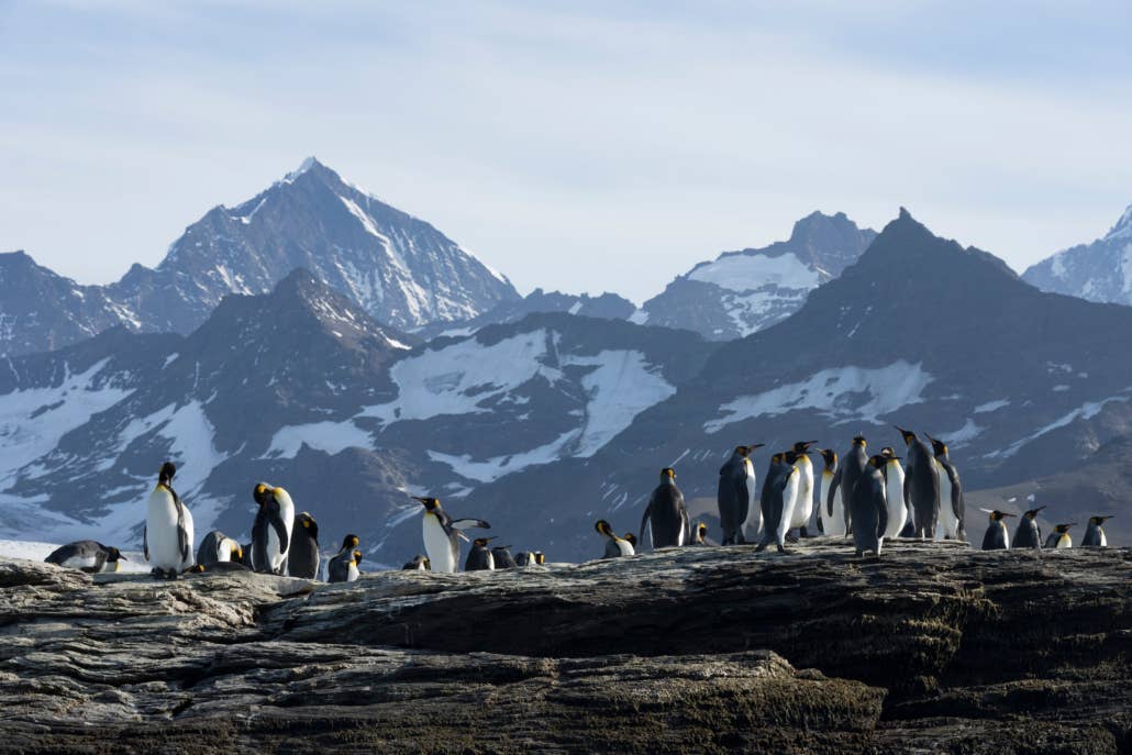 South Georgia Wildlife and Landscape Photography Expedition with Master Photographers - day 15