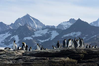 South Georgia Wildlife and Landscape Photography Expedition with Master Photographers - day 15