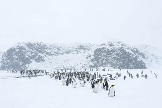 South Georgia Wildlife and Landscape Photography Expedition with Master Photographers