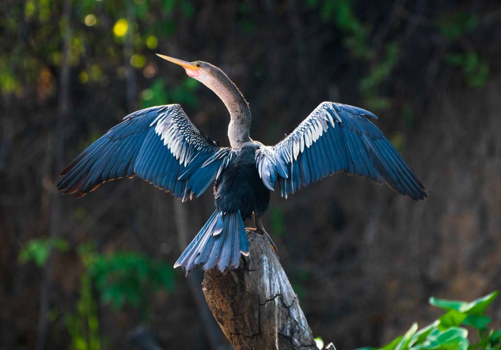 Jaguar’s Kingdom: A Pantanal Wildlife Photography Tour - day 1