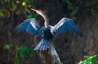 Jaguar’s Kingdom: A Pantanal Wildlife Photography Tour - day 1