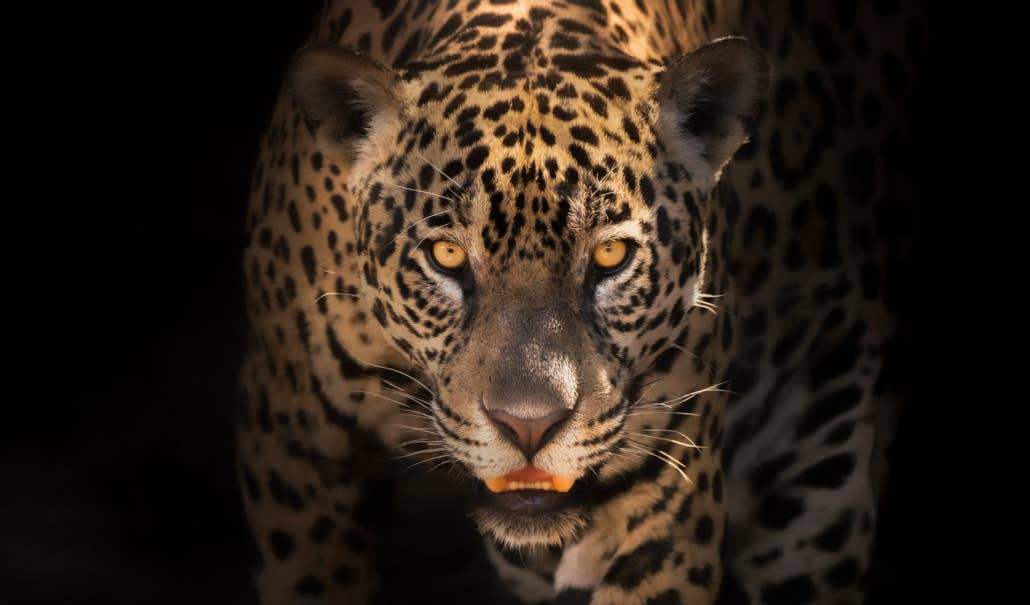 Jaguar’s Kingdom: A Pantanal Wildlife Photography Tour - day 2