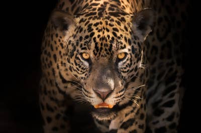 Jaguar’s Kingdom: A Pantanal Wildlife Photography Tour - day 2