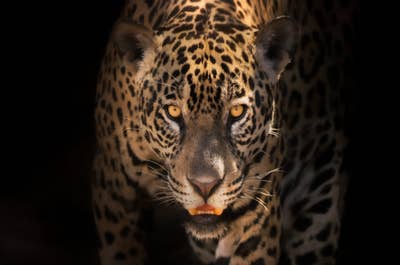 Jaguar’s Kingdom: A Pantanal Wildlife Photography Tour - day 2