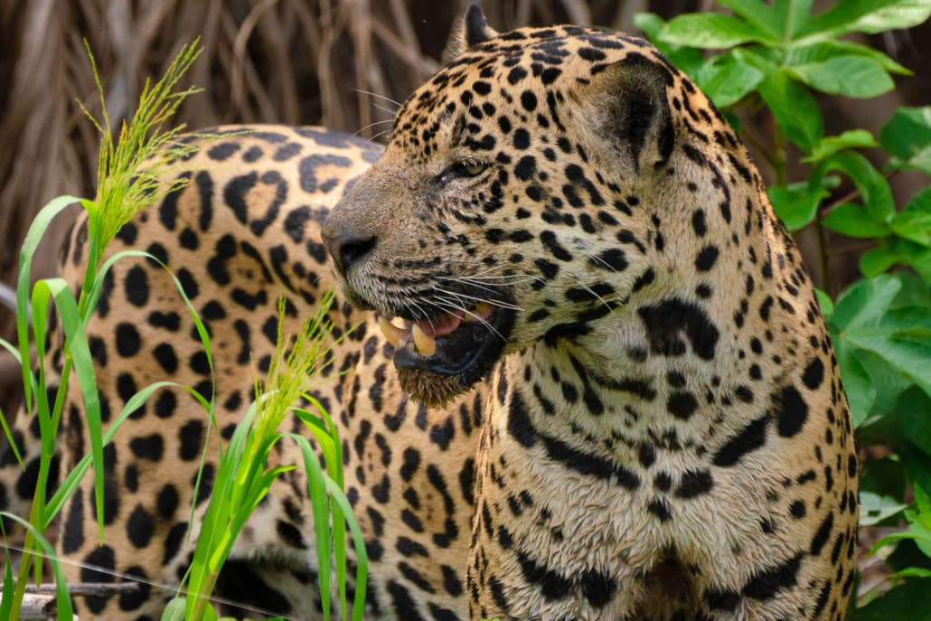 Jaguar’s Kingdom: A Pantanal Wildlife Photography Tour - day 3