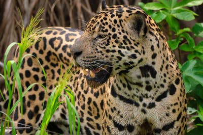 Jaguar’s Kingdom: A Pantanal Wildlife Photography Tour - day 3