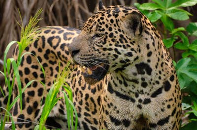 Jaguar’s Kingdom: A Pantanal Wildlife Photography Tour - day 3
