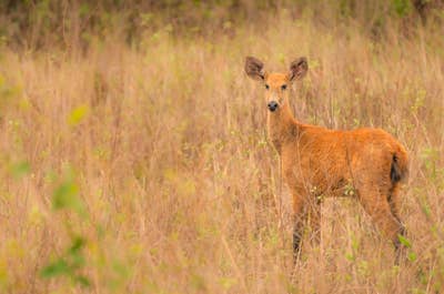 Jaguar’s Kingdom: A Pantanal Wildlife Photography Tour - day 4