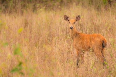 Jaguar’s Kingdom: A Pantanal Wildlife Photography Tour - day 4