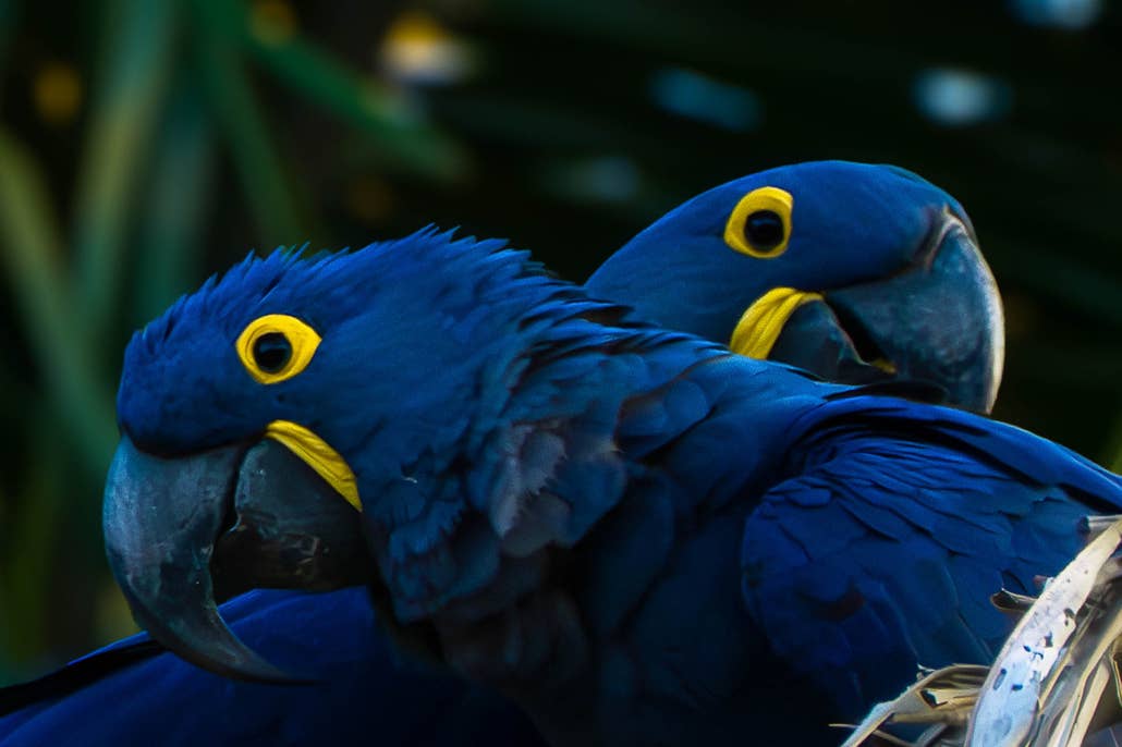 Jaguar’s Kingdom: A Pantanal Wildlife Photography Tour - day 5