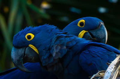 Jaguar’s Kingdom: A Pantanal Wildlife Photography Tour - day 5