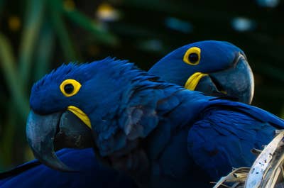 Jaguar’s Kingdom: A Pantanal Wildlife Photography Tour - day 5