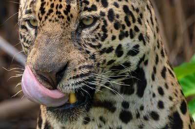 Jaguar’s Kingdom: A Pantanal Wildlife Photography Tour - day 6