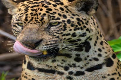 Jaguar’s Kingdom: A Pantanal Wildlife Photography Tour - day 6