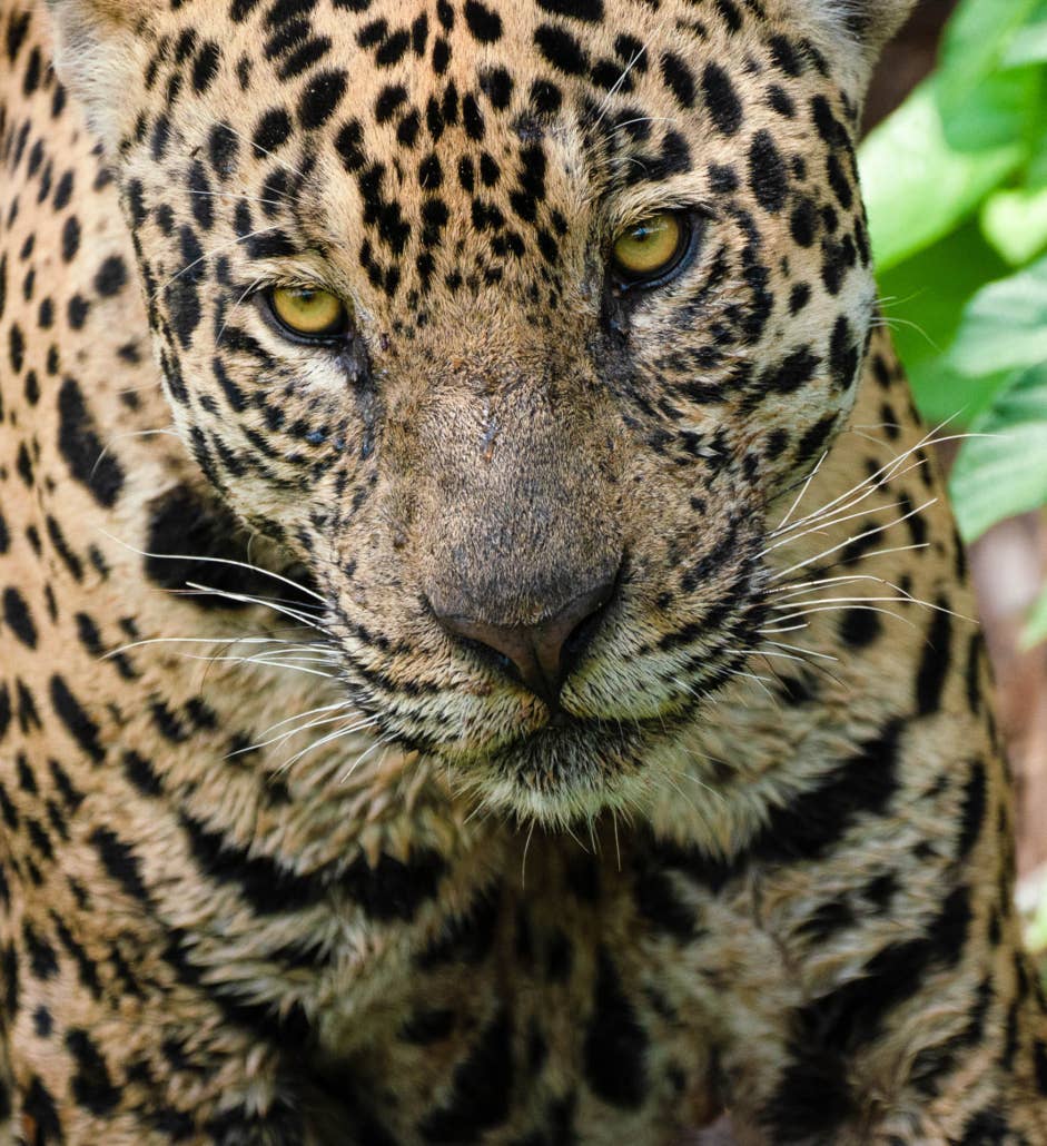 Jaguar’s Kingdom: A Pantanal Wildlife Photography Tour - day 7