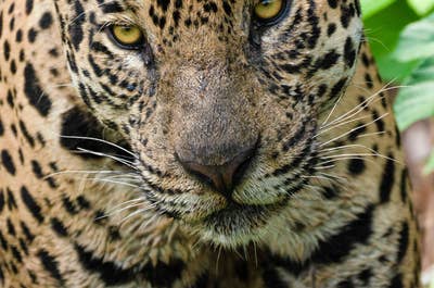 Jaguar’s Kingdom: A Pantanal Wildlife Photography Tour - day 7