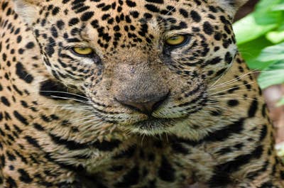 Jaguar’s Kingdom: A Pantanal Wildlife Photography Tour - day 7
