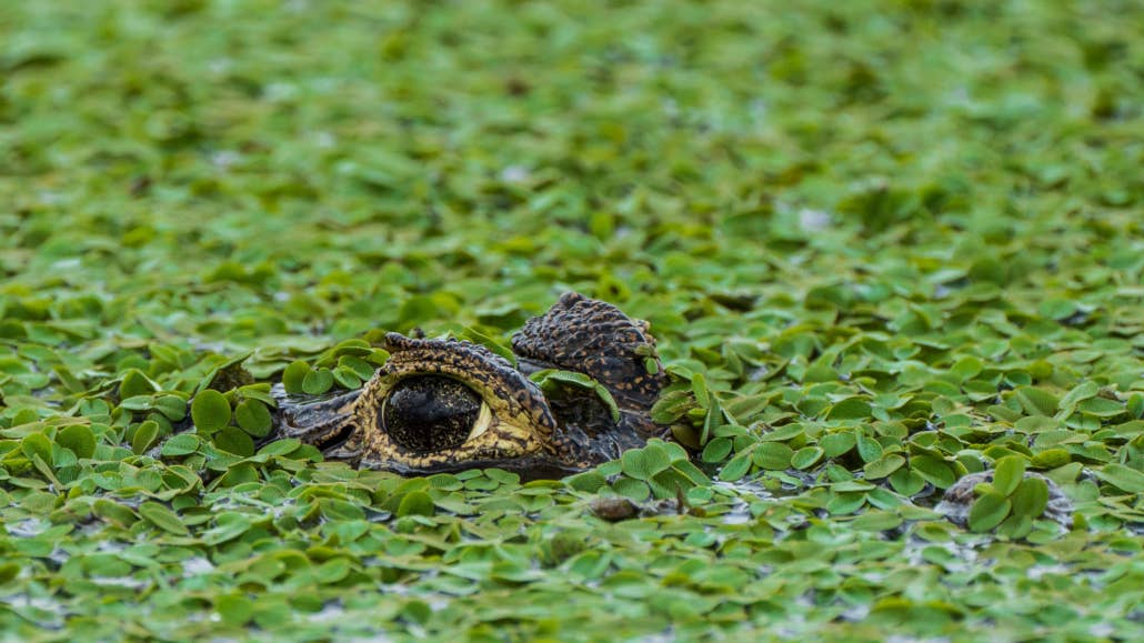 Jaguar’s Kingdom: A Pantanal Wildlife Photography Tour - day 8