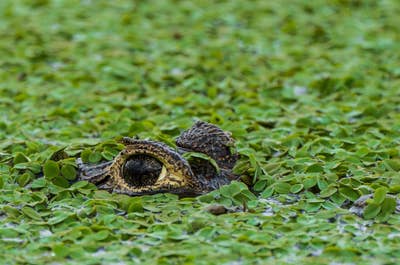 Jaguar’s Kingdom: A Pantanal Wildlife Photography Tour - day 8