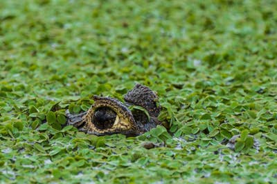 Jaguar’s Kingdom: A Pantanal Wildlife Photography Tour - day 8
