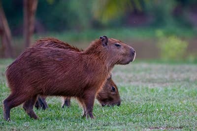 Jaguar’s Kingdom: A Pantanal Wildlife Photography Tour - day 9