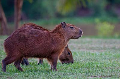 Jaguar’s Kingdom: A Pantanal Wildlife Photography Tour - day 9