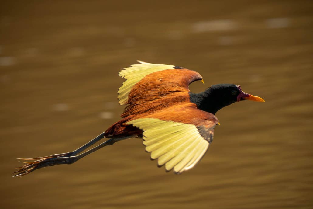 Jaguar’s Kingdom: A Pantanal Wildlife Photography Tour - day 10