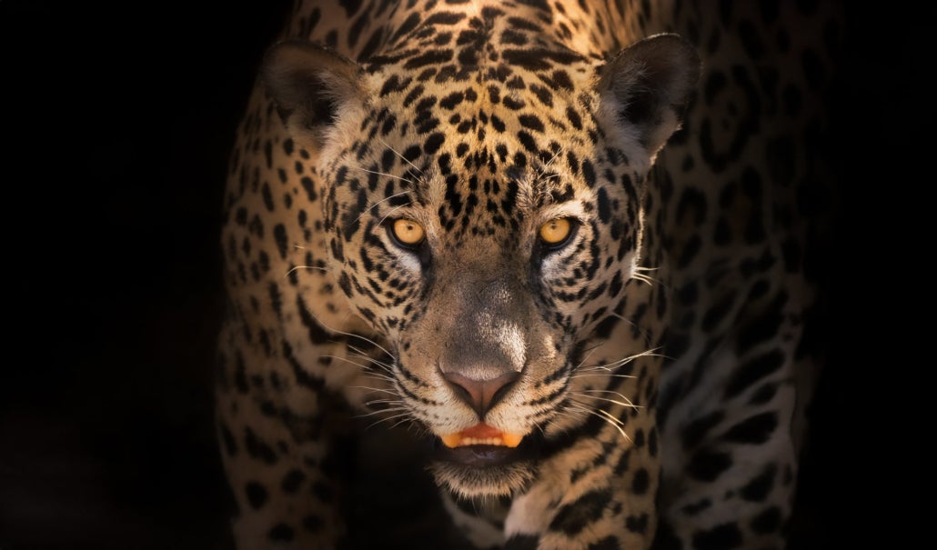 Jaguar’s Kingdom: A Pantanal Wildlife Photography Tour