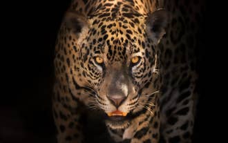 Jaguar’s Kingdom: A Pantanal Wildlife Photography Tour