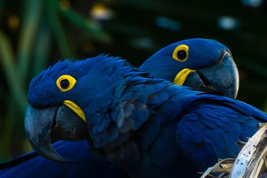 Jaguar’s Kingdom: A Pantanal Wildlife Photography Tour