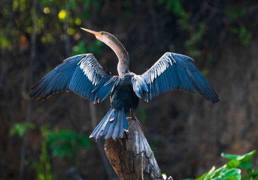 Jaguar’s Kingdom: A Pantanal Wildlife Photography Tour