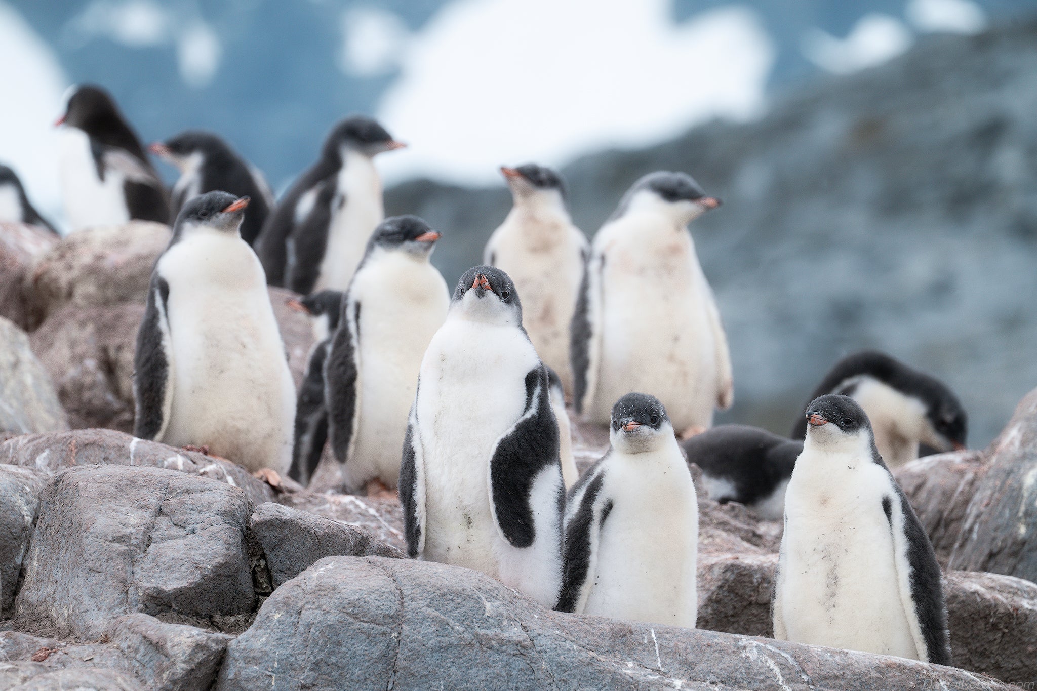 Antarctica, As We Lived It: Red Sails, Penguins &amp; Unforgettable Light