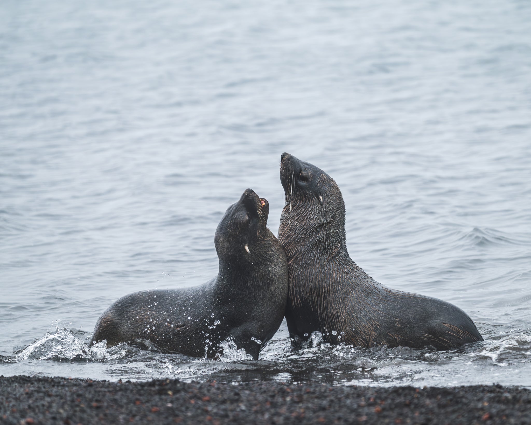 Antarctica, As We Lived It: Red Sails, Penguins &amp; Unforgettable Light