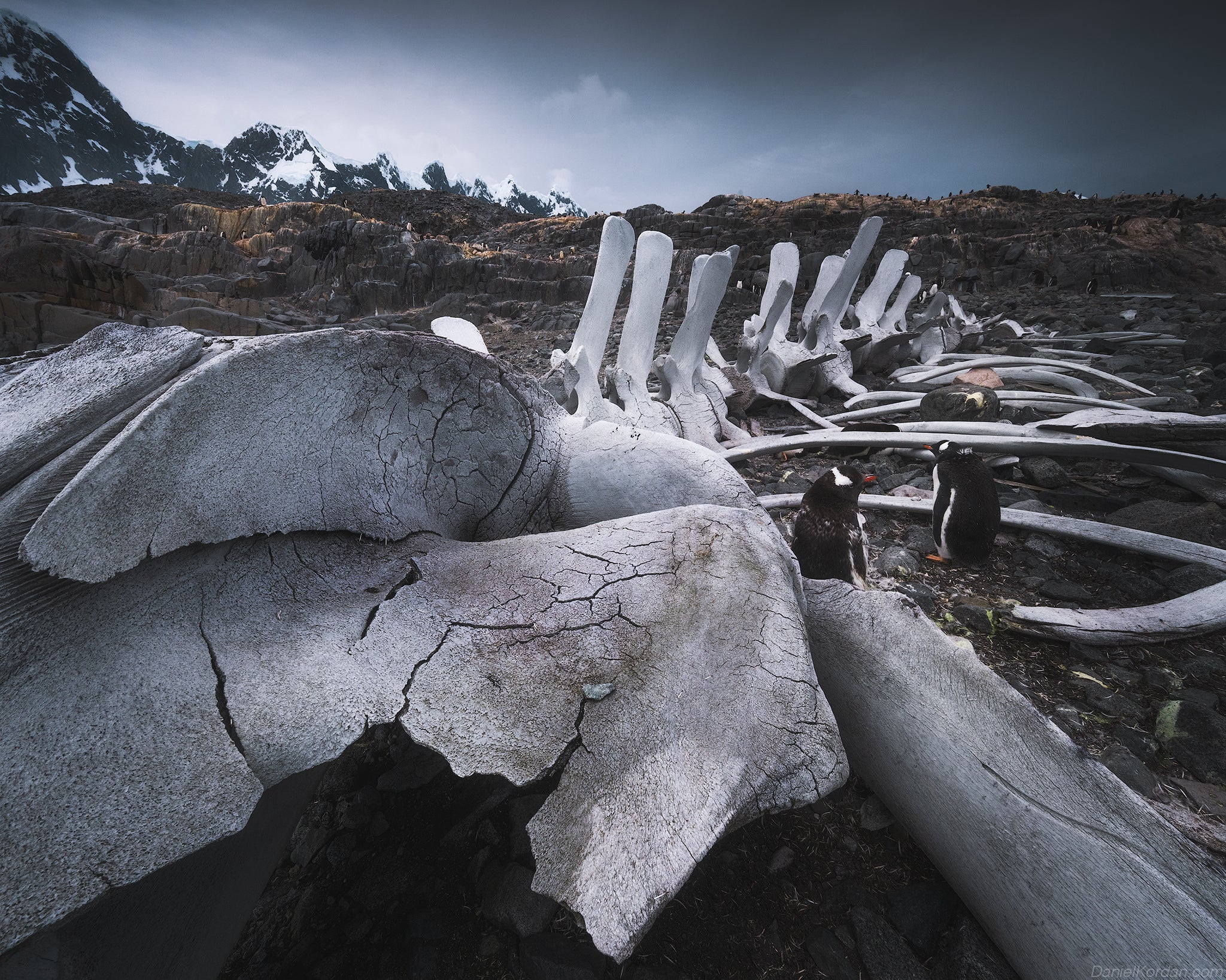 Antarctica, As We Lived It: Red Sails, Penguins &amp; Unforgettable Light