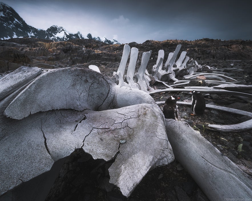 Antarctica, As We Lived It: Red Sails, Penguins & Unforgettable Light Antarctica, As We Lived It: Red Sails, Penguins & Unforgettable Light