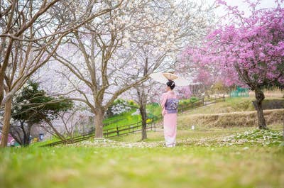 Japan in Bloom — Sakura Photography Tour - day 1