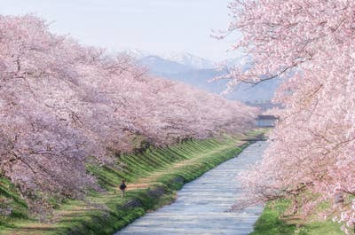 Japan in Bloom — Sakura Photography Tour - day 2