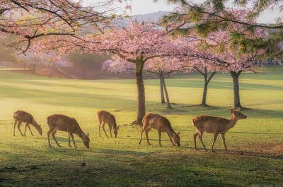 Japan in Bloom — Sakura Photography Tour - day 6