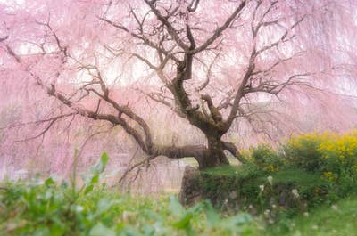 Japan in Bloom — Sakura Photography Tour - day 7
