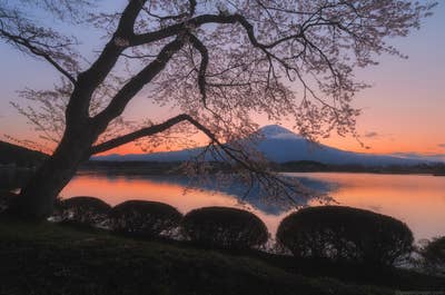 Japan in Bloom — Sakura Photography Tour - day 8