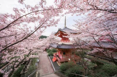 Japan in Bloom — Sakura Photography Tour - day 10