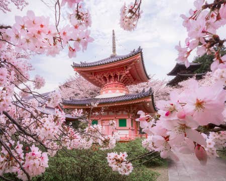 Japan in Bloom — Sakura Photography Tour